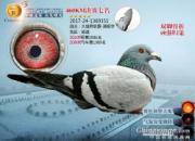 ˫�ȹ�����ǿ�鳲 �¶ṫ������