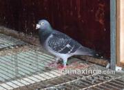 �������ˣ��ᶨ����̭������