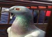 ���˺ø��� �������ǳ���