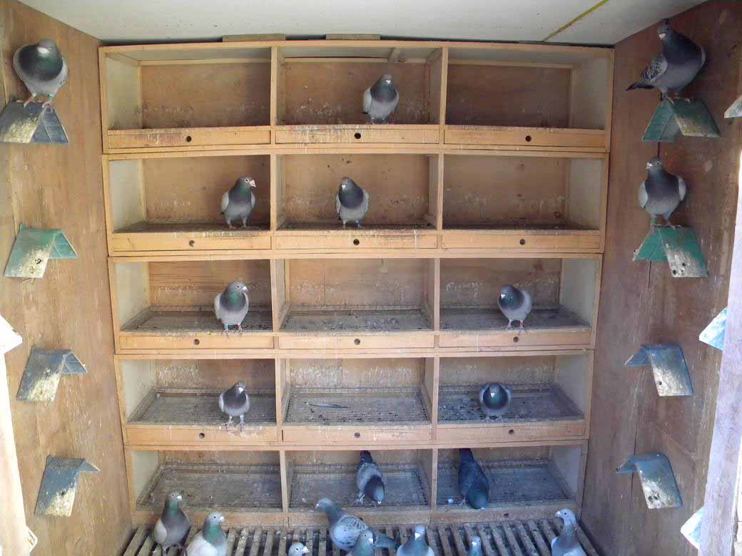 如何建立并发展种鸽棚