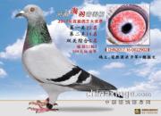 �Ҹ��Ƿܶ�������