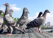 �Ϸ��˺ͱ�����̸���� �Ǽ�ͬѼ����