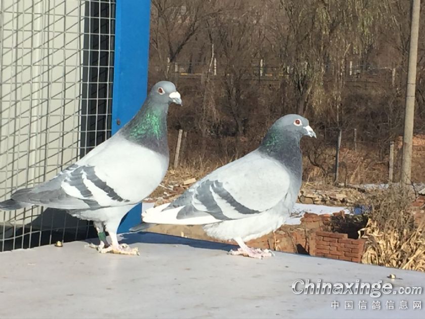 �����ָ��������