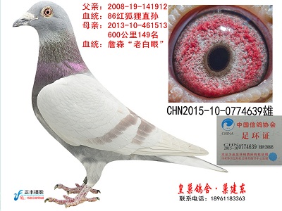 元旦抽中特等奖鸽 终于收到了！