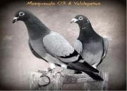 �����˵ĺø�����Լ�Ѫ��