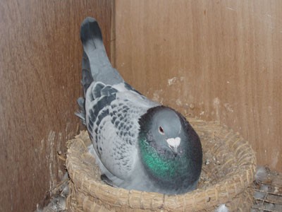 ��߸뵰�����ʡ����С�