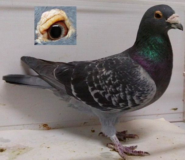 ҹ����ʣ���Ѫ�����Ǹж���