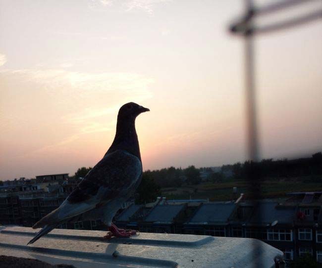 ҹ����ʣ���Щ���߹�������·