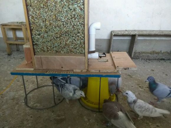 ��ѧ������� �Զ�����ιʳ�� 