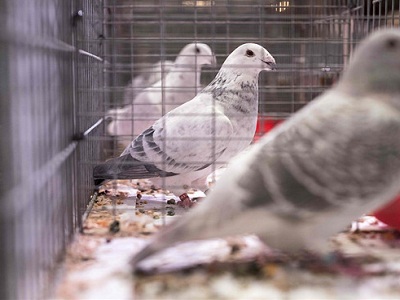 英国举办国际信鸽展 2500只信鸽参展