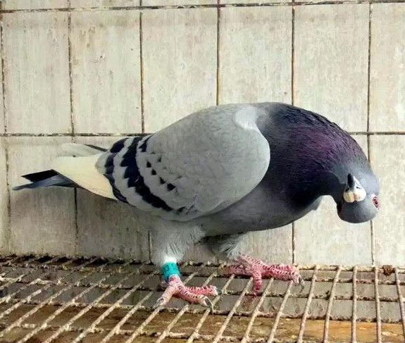 һ����Ƭ�ܲ�����