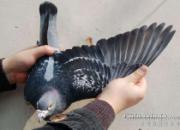 һֻ�õĿ��ٸ�Ӧ�߱�������