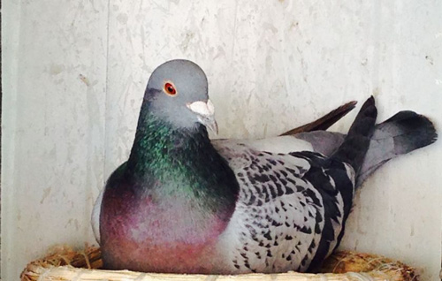 �������� �ճ���ĵ�ο���