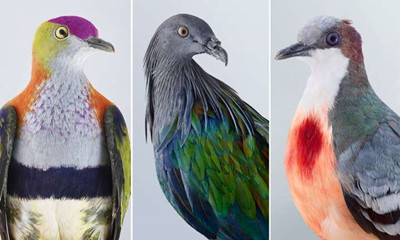 ��ʦ��Ʒ���������������ĸ�����