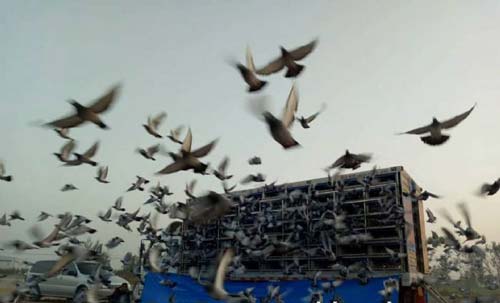 ���׷���ľ���ս�������Ʋ���