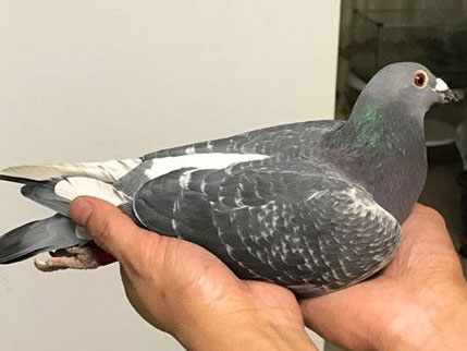 ���ͣ����﹦ѫ֮������������