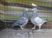 �´����æ ���ӵ��������