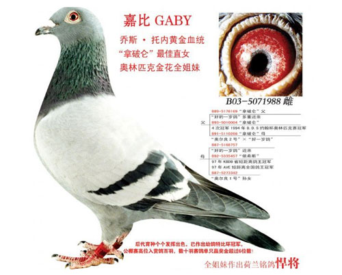 ÿ��һ�룺��˹����֮�αȺ�