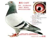ÿ��һ�룺��˹����֮�αȺ�