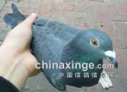 ѩ���ϵĺڸ���
