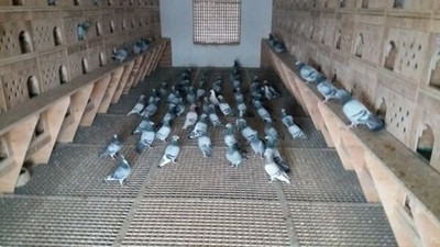 ��ǣ���� �������������