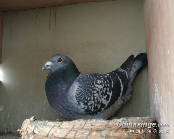 ���Ϻױ�������Ͼٰ��´�1500���ﳬԶ��