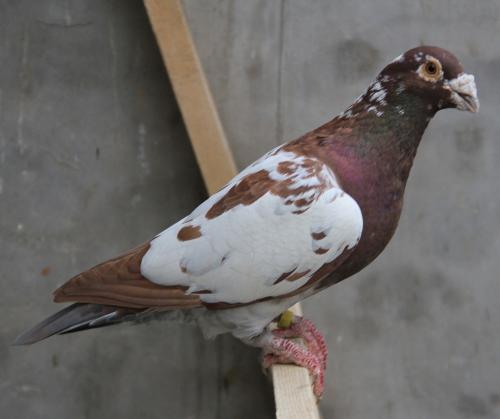 �¹������������ߴ� ��������