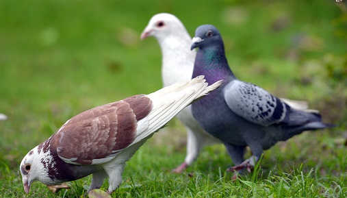 ����ϲ�ع����� ������ǿ���