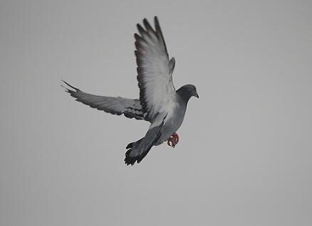 ����̸�뾭(��)