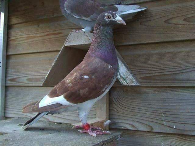 �������ò��ɱ���