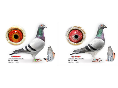 ÿ��һ�룺���ɹŰ��ض�֮�������