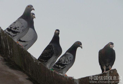 ���ڸ벻�� Ŭ����ɹ�