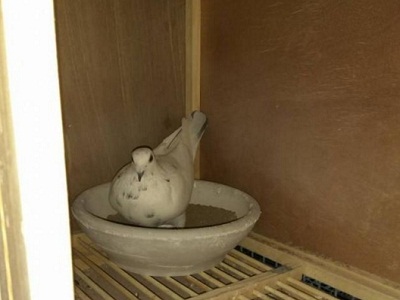 �õ��ָ���Ӧ�þ߱�����������Щ��