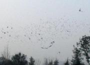 ѵ�Ÿ��궫 ����פ�㲻Ը�뿪