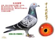 ÿ��һ�룺����������ռ��֮�ھ����