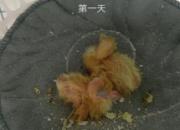 ��¼�׸�ɳ� ����ɶ��ɫ�أ�