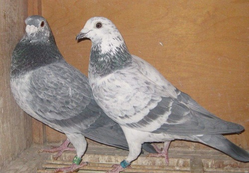 ������̸���ø벻�ٺ��˲���