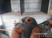 �����������������ʥ����