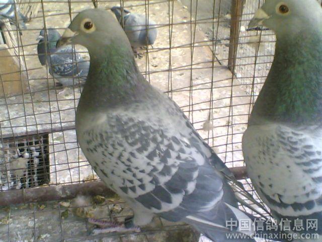 �ط�����������������������