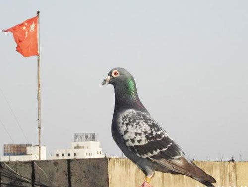 ���ݳ�Զ�̾������� ʮ�³���������2000����