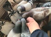 ѵ�Ź��� ��Ҳ����Ƕ�Զ������