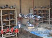 �ɹڽ�Լ�Ϊ����ı����   �����밲������