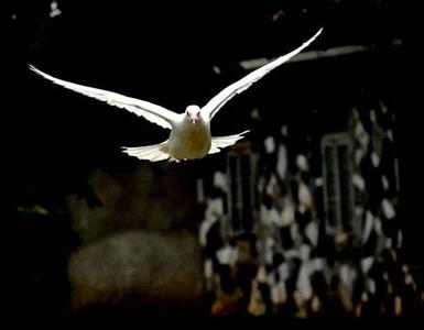 �ھ���ɱ������