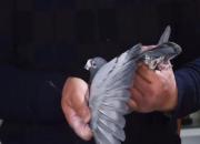 ��Ƶ�����������������ָ�