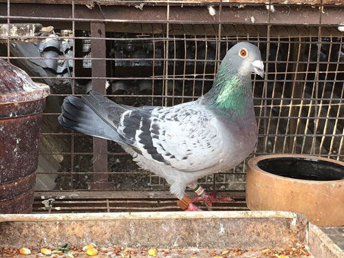 ��ʱ43�죡�ױ����1500���ﳬԶ�����߹���