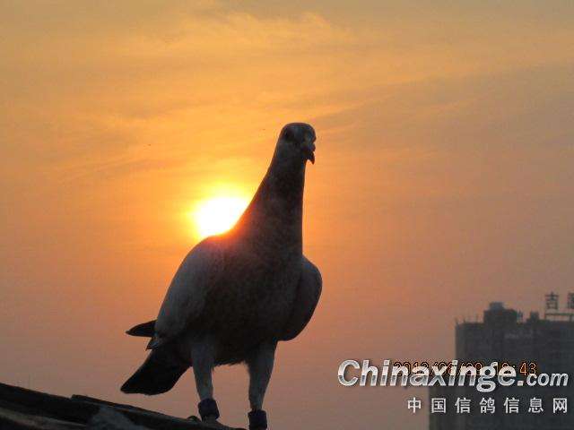 �׺�Ѱʫ�����ǵ�δ�������