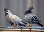 �۵�PK������Ѫͳ��ɲ��� �ִ�ʦ����