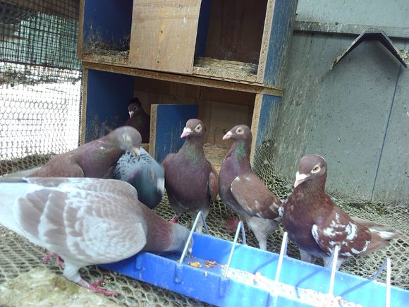 56��м����ѣ���Ҫ���Ÿ�������