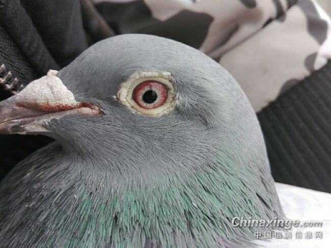 ����Ե �ҵ�С�ư׵��ӻ�