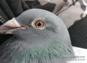 ����Ե �ҵ�С�ư׵��ӻ�